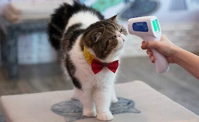 Власти Великобритании рассказали о первом случае коронавирусной инфекции у кошки