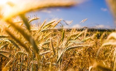 В Нацбанке прогнозируют, что сельское хозяйство наименее пострадает от экономического кризиса 