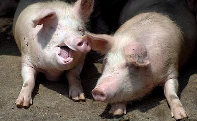 У Франції на двох фермах спалахнула пожежа через яку загинули тварини