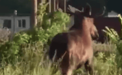 На улицах Киева заметили лося