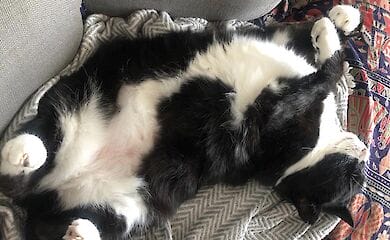 Кот вийшов на пенсію після чотирьох років дипломатичної служби