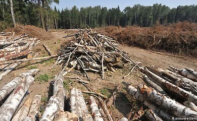Незаконная вырубка украинских лесов сократилась - Кабмин 