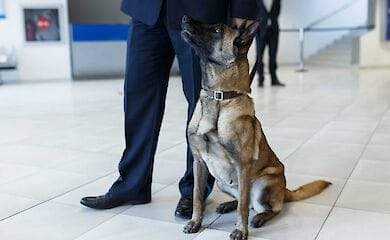 В аэропорту Дубая для помощи выявления пассажиров с COVID-19 начали привлекать собак