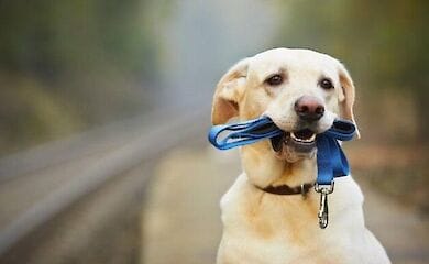 В Герамании владельцев собак обяжут гулять с ними два раза в день