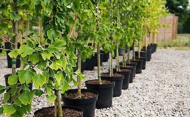 Коммунальные предприятия Киева будут высаживать растения по единому стандарту