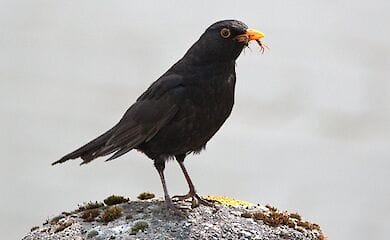 Президент Франції Еммануель Макрон прийняв рішення заборонити в країні полювання на дроздів