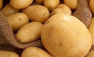 Украина вошла в тройку лидеров производителей картофеля