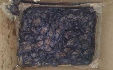 Люди поклали кажанів в коробку, в якій ті задихнулися