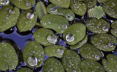 Ученые в Израиле придумали, как сохранить вес после диеты и не поправиться снова