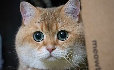"Слуги народа" предлагают ввести налог на содержание котов и собак