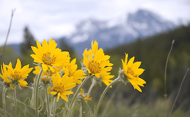 Що таке гірська арніка?