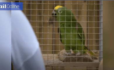 Папуга на прізвисько Чіко вміє співати