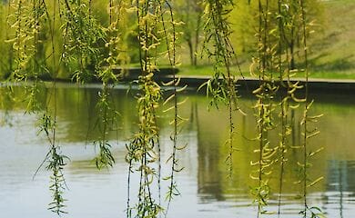 У Києві стане одним парком більше