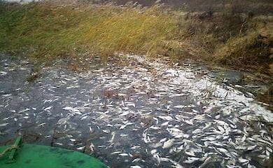 Массовый мор рыбы зафиксировали в реке Роставица Житомирской области возле села Ружин. Предварительный ущерб оценили в полтора миллиона гривен.