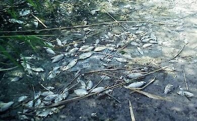 На реке Сула и Кременчугском водохранилище произошёл массовый мор рыбы