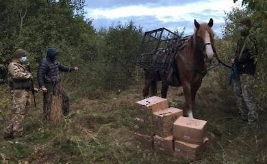 Контрабандиста и лошадь задержали пограничники в Золочевском районе