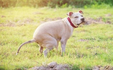 В Украине хотят штрафовать владельцев животных, которые не убирают за ними