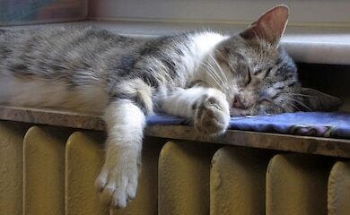 Столица готова досрочно подключить отопление