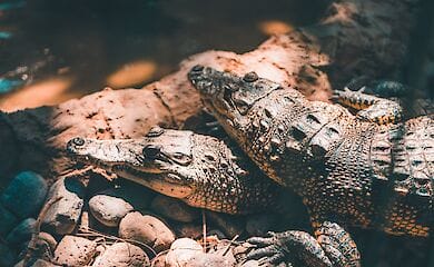 ПАР планує постачати в Україну м'ясо крокодилів