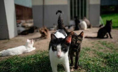 Помимо испанца в квартире проживали 110 котов и кошек