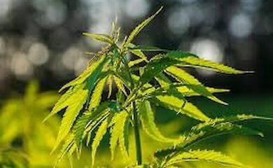 В Индии полицейские конфисковали 160 кг марихуаны, но доложили только об 1 кг