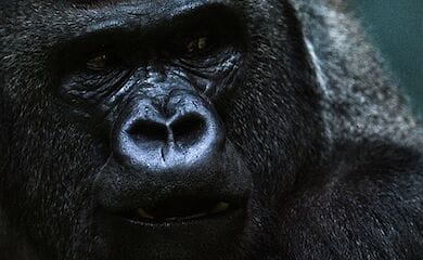 Співробітниця мадридського зоопарку постраждала в результаті нападу горили