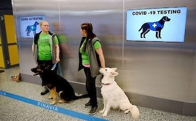 Для выявления больных Covid-19 будут использовать собак