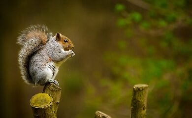 У Києві помітили групу диких тварин в одному з парків