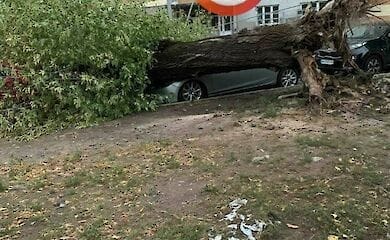 У столиці дерево впало на автомобілі