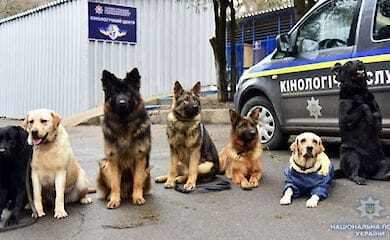 В полиции хотят привлекать служебных собак для выявления больных коронавирусом