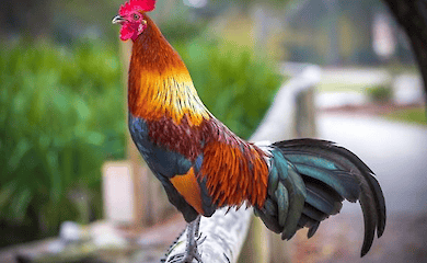 Парень отомстил петуху за утренние побудки