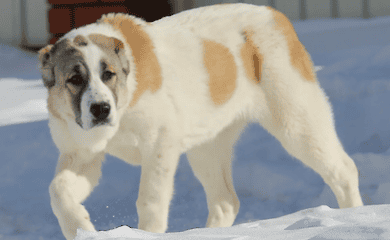 Эксперты составили список лучших пород, подходящих для охраны дома или предприятия