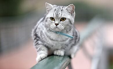 Вчені знайшли спосіб, як спілкуватися з кішками