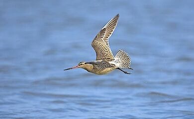 Птах пролетів 7 500 миль за 11 днів без перерви