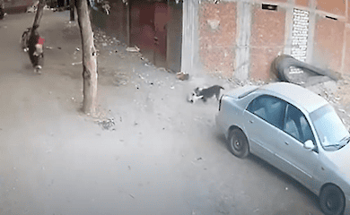 Опубліковано відео з вуличної камери, на якому кіт рятує маленького хлопчика від нападу вуличної собаки