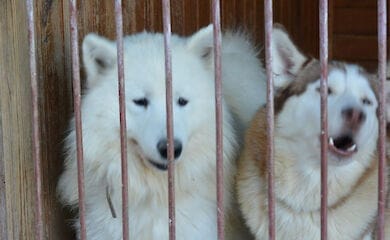В приюте для животных под Киевом оказались хаски и другие породистые собаки
