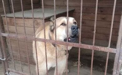 В приют под Киевом попали 25 хаски