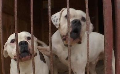 В приют под Киевом попали 25 хаски