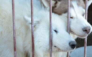 В приют под Киевом попали 25 хаски