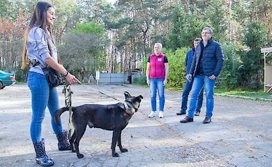 За текущий год в Киеве "усыновили" 700 животных из приюта