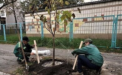 В Киеве высадили 15 "макаронных" деревьев