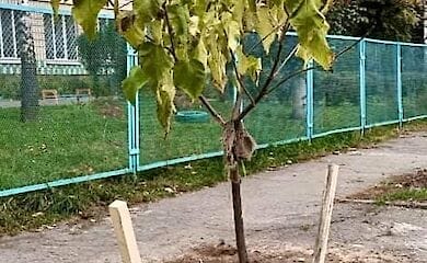 В Киеве высадили 15 "макаронных" деревьев