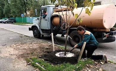 В Киеве высадили 15 "макаронных" деревьев