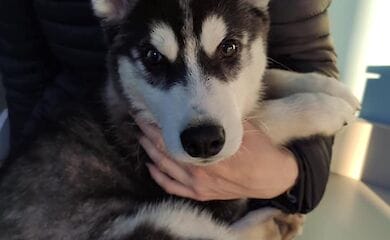 У Житомирі жінка знущалася над цуценям