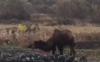 На полеі під Харковом верблюд жував капусту