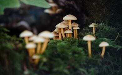 В столичном ОХМАТДЕТе скончалась девочка, накануне отравившаяся грибами