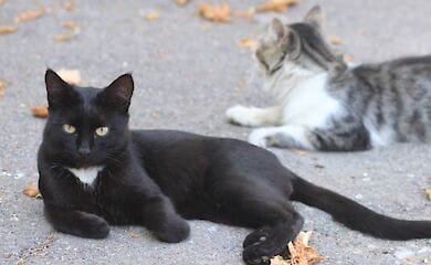 В Днепре спасали кошек из тюрьмы