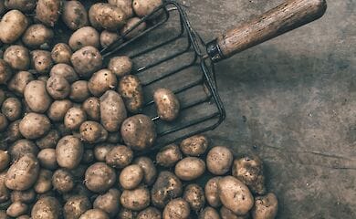 Кухарі поділилися секретами ідеального картопляного пюре