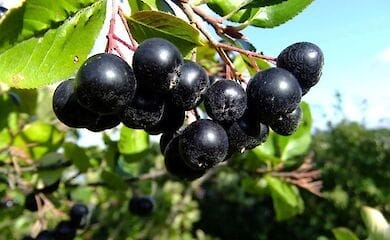 Стало відомо, який продукт здатний пригнічувати Covid-19