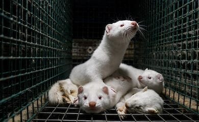 Крупнейший производитель норкового меха Kopenhagen Fur закрывается